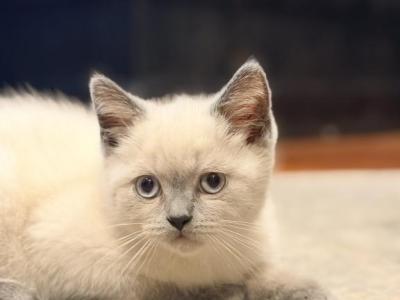 Whitey - British Shorthair - Gallery Photo #1