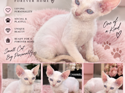 Octavia - Sphynx - Gallery Photo #1