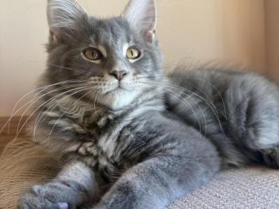 Varia - Maine Coon - Gallery Photo #1