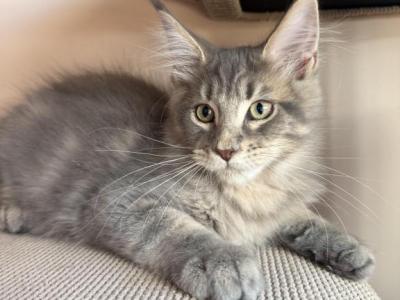 Magnate - Maine Coon - Gallery Photo #1