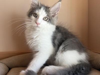 Loki - Maine Coon - Gallery Photo #1