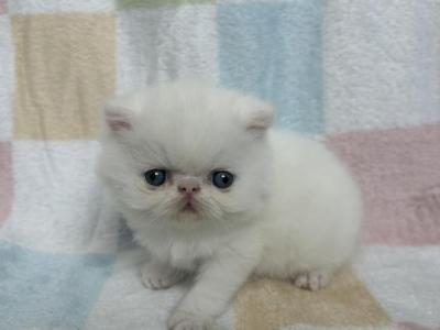 SugarO - Persian - Gallery Photo #1