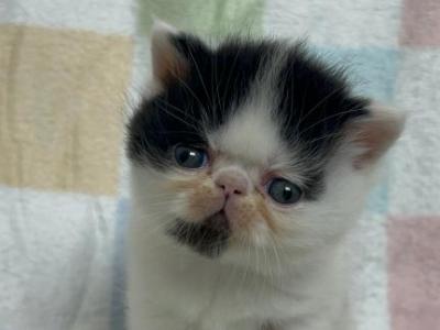 Rocky - Persian - Gallery Photo #1