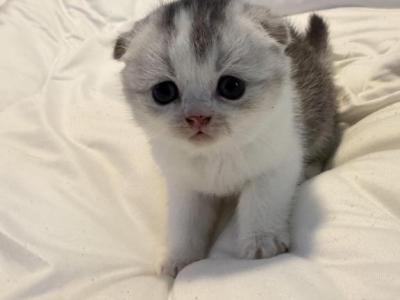 Lala - Scottish Fold - Gallery Photo #1