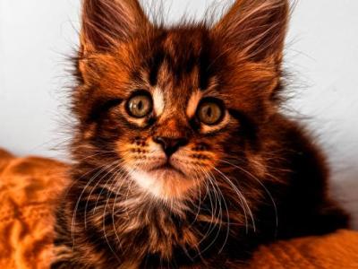 Maine Coon Male - Maine Coon - Gallery Photo #1
