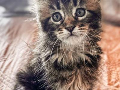 Maine Coon Female - Maine Coon - Gallery Photo #1
