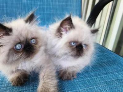 Himalayan Beauties - Himalayan - Gallery Photo #1