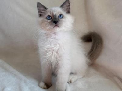 TICA Blue Mitted Boy Creek - Ragdoll - Gallery Photo #1