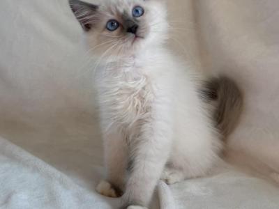 TICA Blue Mitted Boy Creek - Ragdoll - Gallery Photo #1