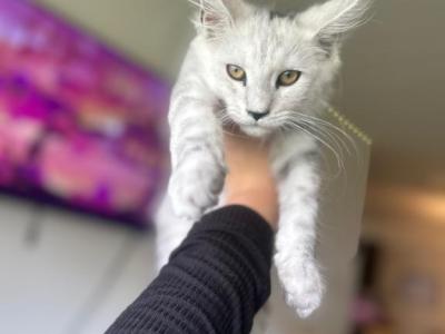 Ivy - Maine Coon - Gallery Photo #1