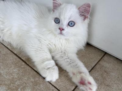 Red Point LH BOY - Scottish Straight - Gallery Photo #1