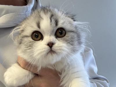 Black Silver Tabby Sweet Girl - Scottish Fold - Gallery Photo #1