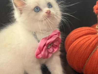 Purebred Ragdoll Kittens - Ragdoll - Gallery Photo #1