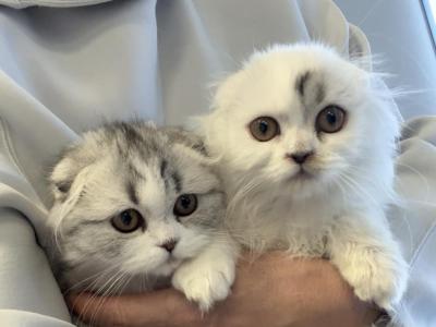 Black Silver Harlequin Fold Boy - Scottish Fold - Gallery Photo #1