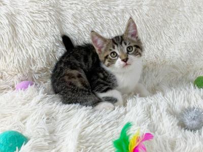 Titan Persian Mix Kitten - Persian - Gallery Photo #1