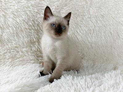 Teddy Persian Kitten - Persian - Gallery Photo #1
