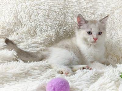 Dolly Beautiful Persian Female - Persian - Gallery Photo #1
