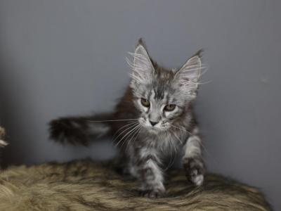 Freya - Maine Coon - Gallery Photo #1