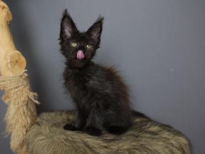 Hela - Maine Coon - Gallery Photo #1