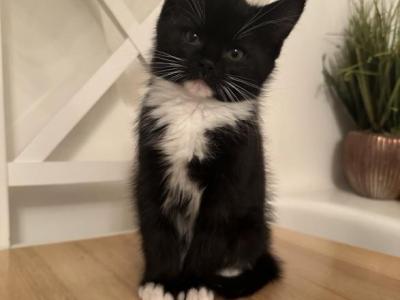 Beautiful Kittens - Domestic - Gallery Photo #1