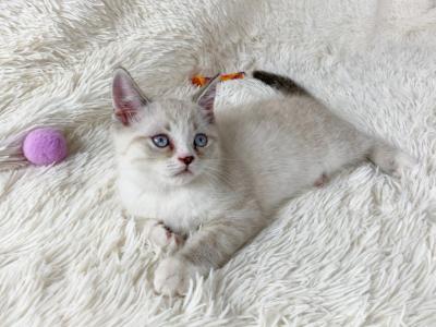 Stuart Gorgeous Persian Male - Persian - Gallery Photo #1