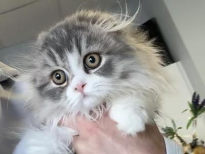 Blue Bicolor Highland Fold Girl - Scottish Fold - Gallery Photo #1