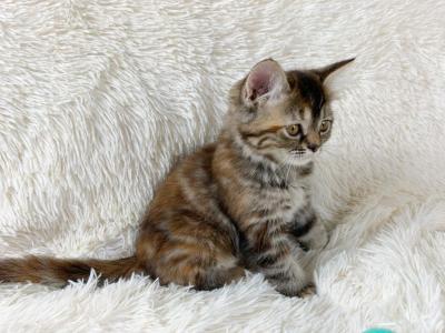 Lucy Female Persian Kitten - Persian - Gallery Photo #1