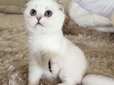 Silver Point Chinchilla Boy - Scottish Fold - Gallery Photo #1