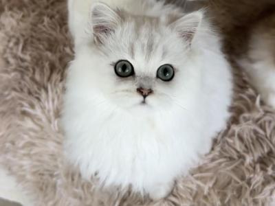 Black Silver Chinchilla Boy - Scottish Straight - Gallery Photo #1