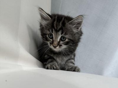 Adorable Tabby Kittens - Maine Coon - Gallery Photo #1
