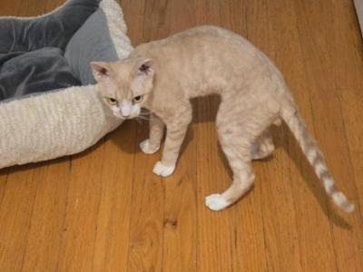 Tigger - Devon Rex - Gallery Photo #1