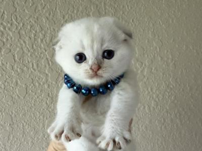 Silver Point Chinchilla Fold Baby Boy - Scottish Fold - Gallery Photo #1