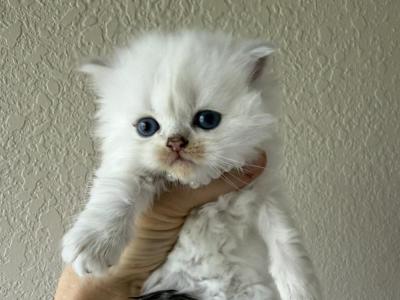 Silver Chinchilla Highland Girl - Scottish Straight - Gallery Photo #1