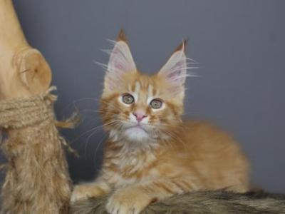 Simba - Maine Coon - Gallery Photo #1