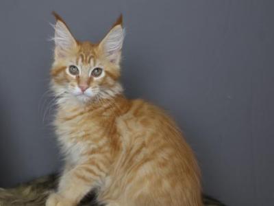 Leo - Maine Coon - Gallery Photo #1