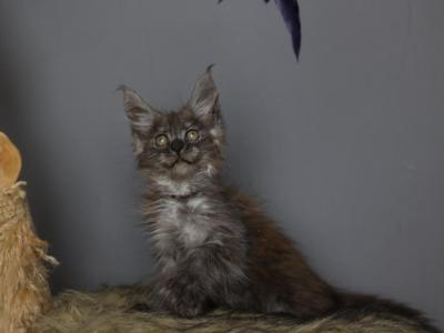 Loki - Maine Coon - Gallery Photo #1