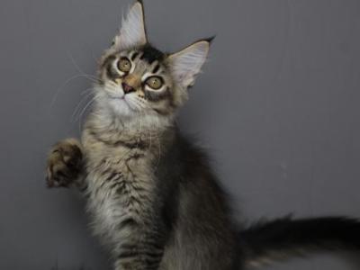 Chester - Maine Coon - Gallery Photo #1