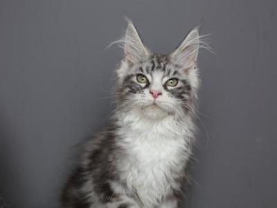 Aslan - Maine Coon - Gallery Photo #1