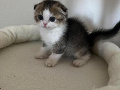 Lia Scottish Fold Kitten - Scottish Fold - Gallery Photo #1