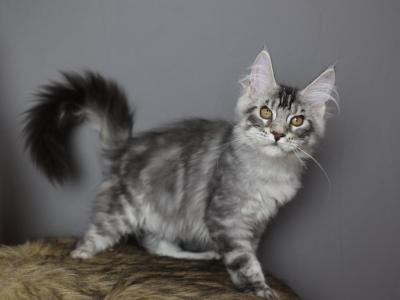 Hunter - Maine Coon - Gallery Photo #1