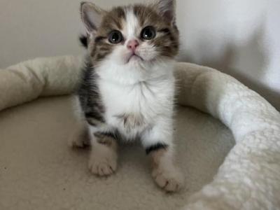 Bella Scottish Kitten - Scottish Straight - Gallery Photo #1