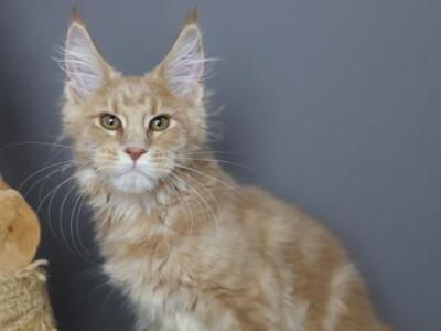 Perseus - Maine Coon - Gallery Photo #1