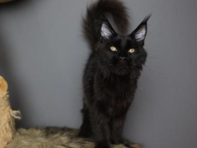 Sirius - Maine Coon - Gallery Photo #1