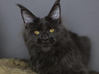 Orion - Maine Coon - Gallery Photo #1