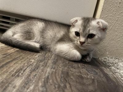 Scottish Fold - Scottish Fold - Gallery Photo #1