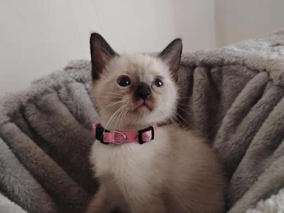 Perry's Baby - Siamese - Gallery Photo #1