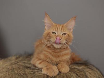 Melinda - Maine Coon - Gallery Photo #1