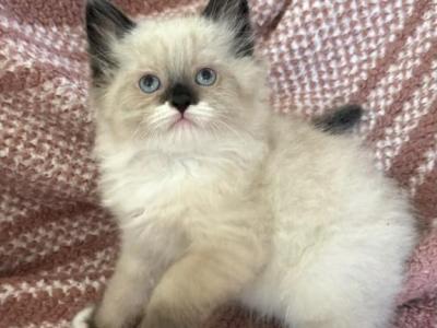 Male5 - Ragdoll - Gallery Photo #1