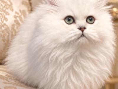 The Lion King - Persian - Gallery Photo #1