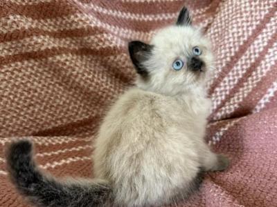 Male2 - Ragdoll - Gallery Photo #1